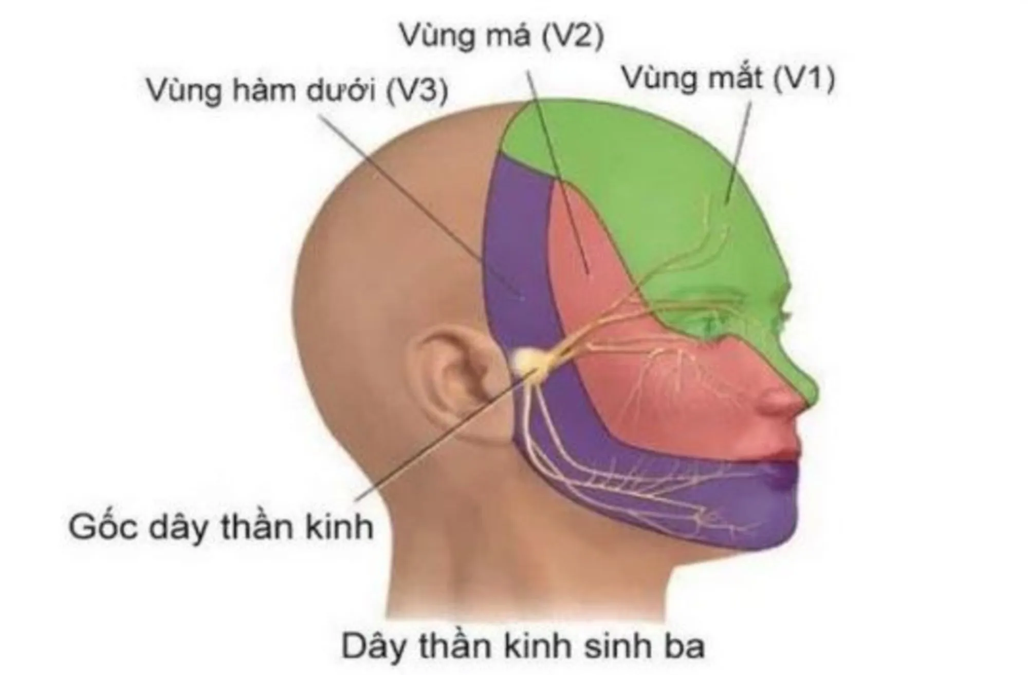 day thân kinh so 5