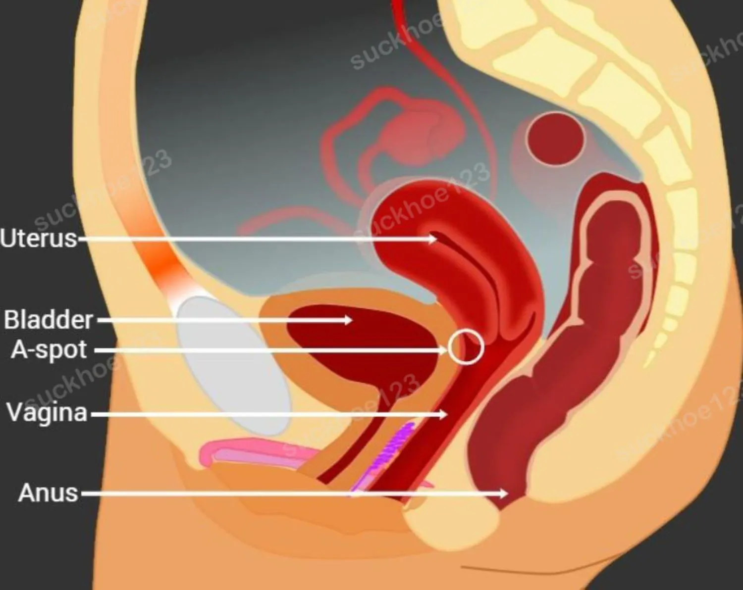 Điểm A Của Phụ nữ Nằm Ở Đâu?