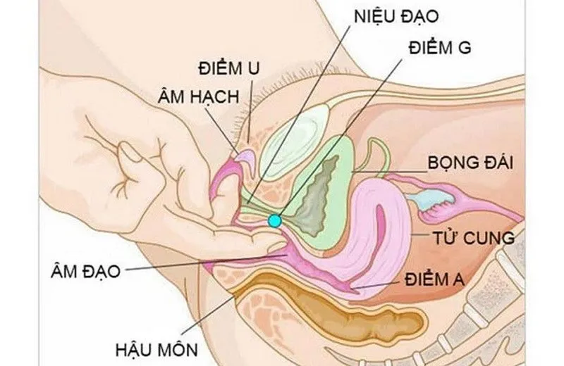 Cách tìm điểm A của phụ nữ