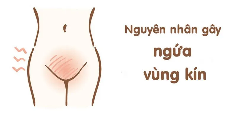 nguyen nhan gay ngua vung kin