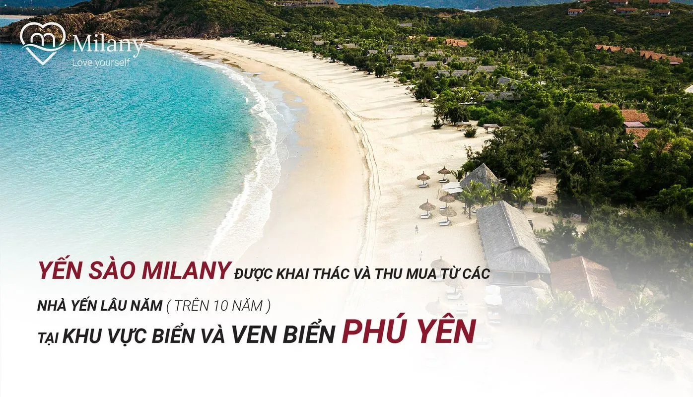 Nguồn gốc yến sào Milany - Yến biển miền Trung từ nhà yến trên 8 năm