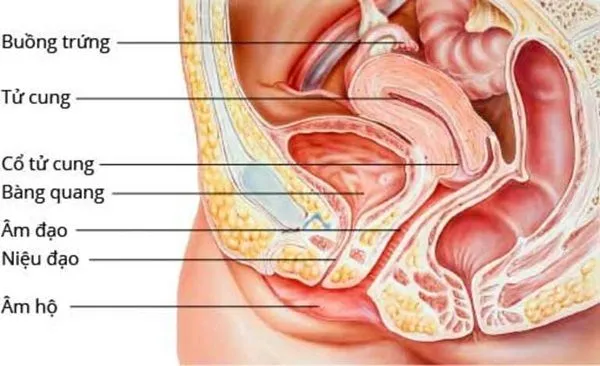 Tổng quan về niệu đạo nữ