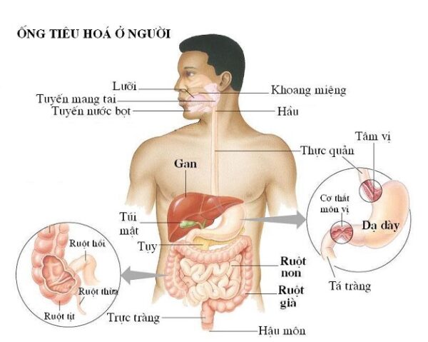 10 bệnh lý tiêu hóa thường gặp bạn cần biết