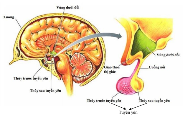 6 bệnh tuyến yên thường gặp mà mọi người cần lưu tâm