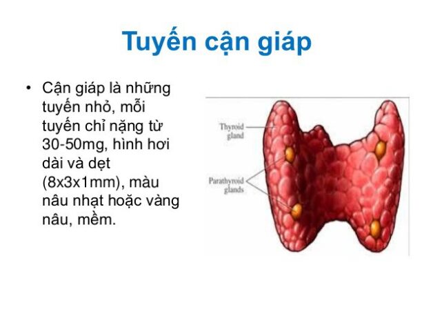 Ảnh hưởng của ưu năng tuyến cận giáp