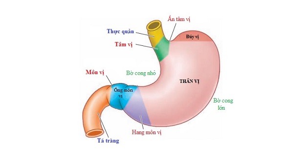 Bạn đã biết gì về bệnh viêm bờ cong nhỏ dạ dày?