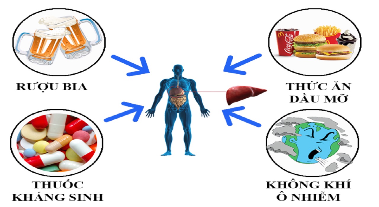 Bạn đã biết nguyên nhân bị gan nhiễm mỡ?