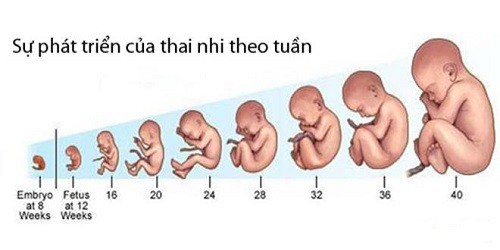 Bảng cân nặng thai nhi theo tuần tuổi chuẩn nhất