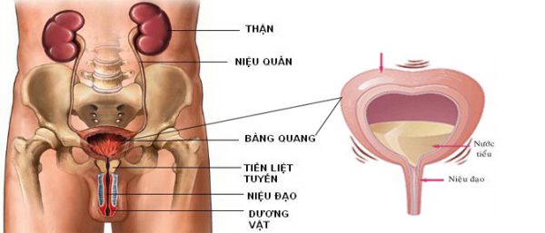 Bệnh đi tiểu nhiều lần ở phụ nữ nguyên nhân do đâu?