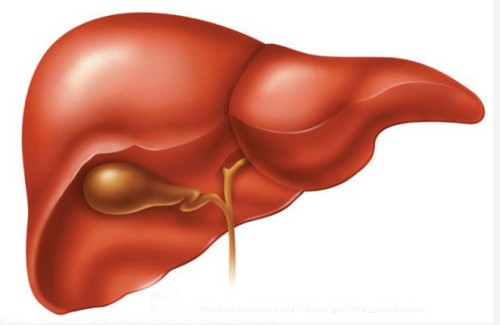 Bệnh gan và cách phòng chống