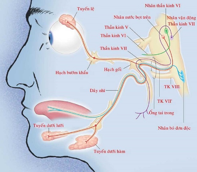 Bệnh liệt nửa mặt: nguyên nhân, triệu chứng, cách cải thiện