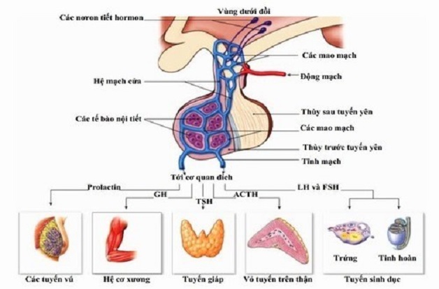 Bệnh lùn tuyến yên và biểu hiện cần biết