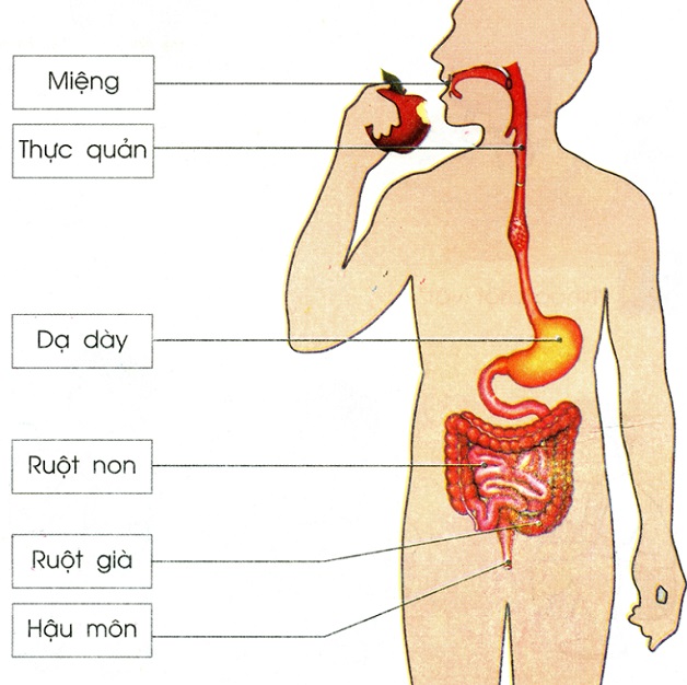 Bệnh lý đường tiêu hóa thường gặp và cách phòng tránh