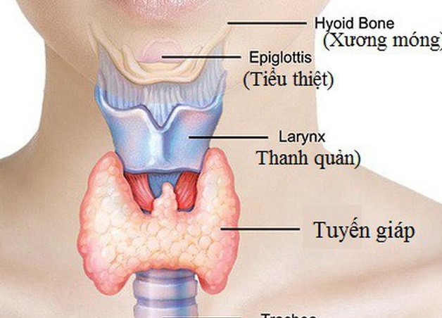 Bệnh lý tuyến giáp: Dấu hiệu, nguyên nhân và những vấn đề liên quan