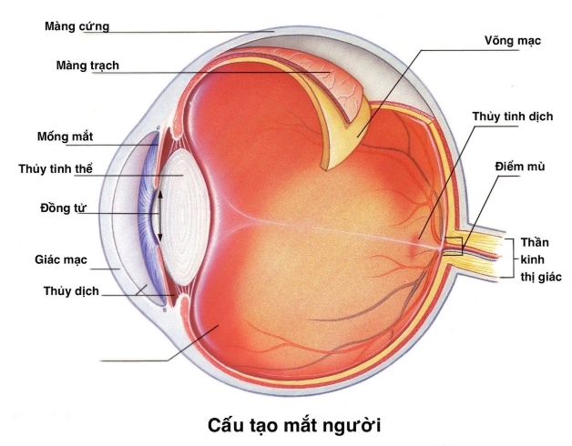 Bệnh lý viêm kết giác mạc mùa xuân có nguy hiểm không?