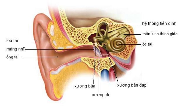 Bệnh rối loạn tiền đình là gì? Triệu chứng và cách điều trị