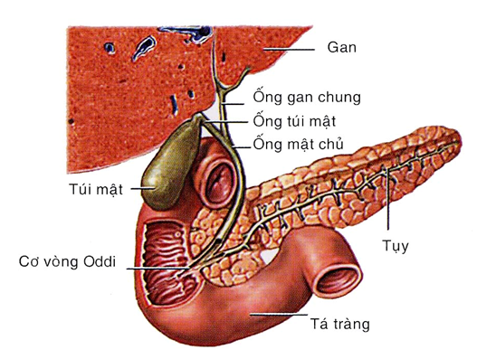 Bệnh sỏi mật có nguy hiểm không?