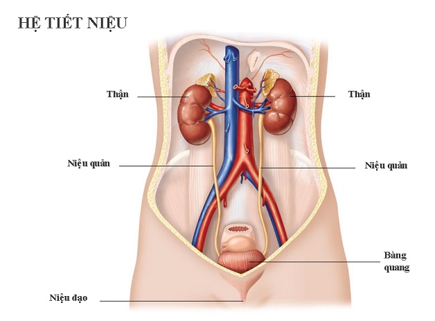 Bệnh sỏi tiết niệu và những điều cần biết