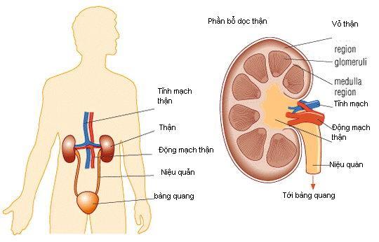 Bệnh suy thận mạn tính dẫn đến tình trạng tăng nitơ