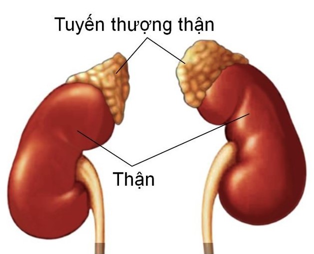 Bệnh suy tuyến thượng thận và những vấn đề cần lưu ý