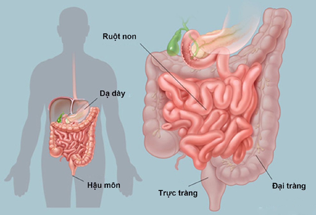 Bệnh tiêu hóa ở người cao tuổi