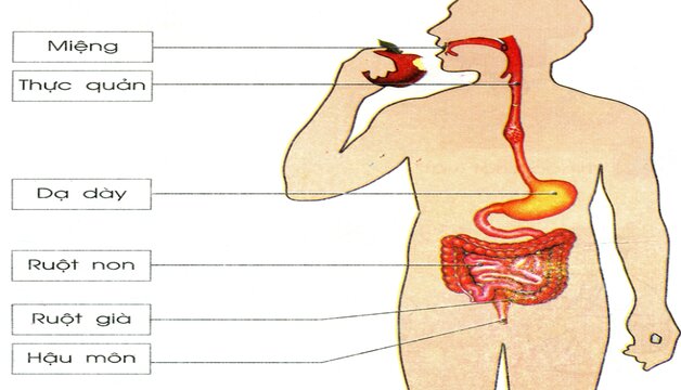 Bệnh tiêu hóa thường gặp và những điều cần quan tâm