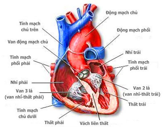 Bệnh tim bẩm sinh ở trẻ em: Nhận biết và điều trị kịp thời