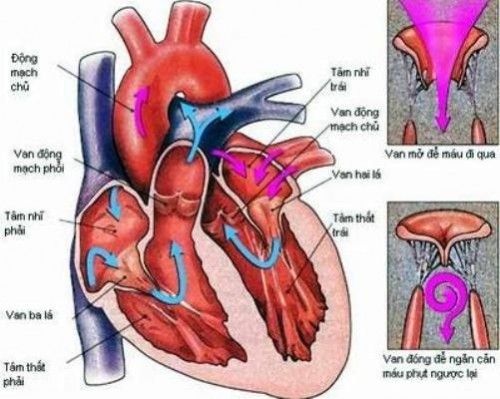 Bệnh tim thông liên thất nó chiếm một tỷ lệ khoảng 12-15%