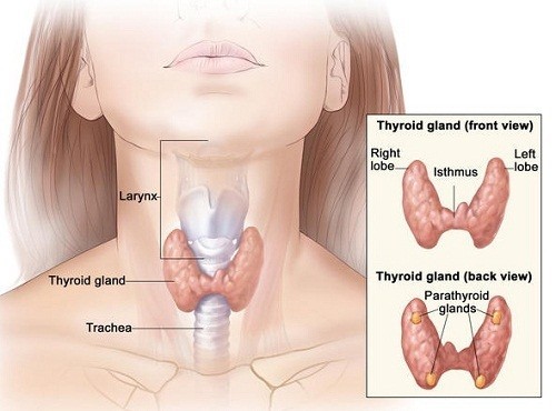 Bệnh tuyến giáp rối loạn về cấu trúc hoặc chức năng