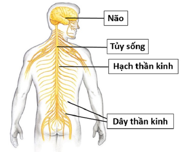 Bệnh viêm dây thần kinh nguy hiểm thế nào?