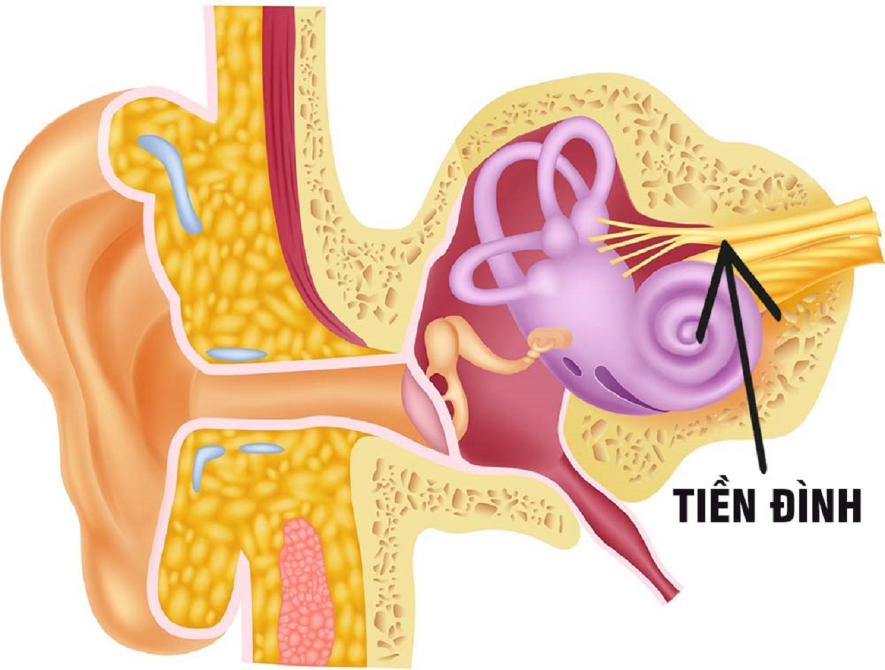 Bệnh viêm dây thần kinh ốc tai có nguy hiểm không?