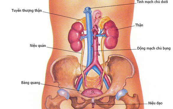 Bệnh viêm đường tiết niệu: Nguyên nhân và cách điều trị