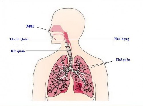 Bệnh viêm phổi và cách phòng ngừa