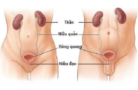 Bệnh viêm tiết niệu nam bệnh nhiễm trùng hay gặp