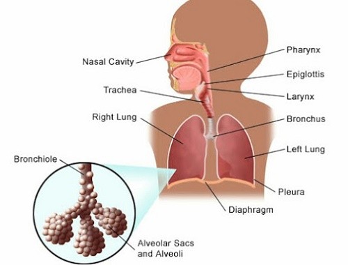 Bệnh viêm tiểu phế quản cấp là gì? Điều trị nhanh khỏi?