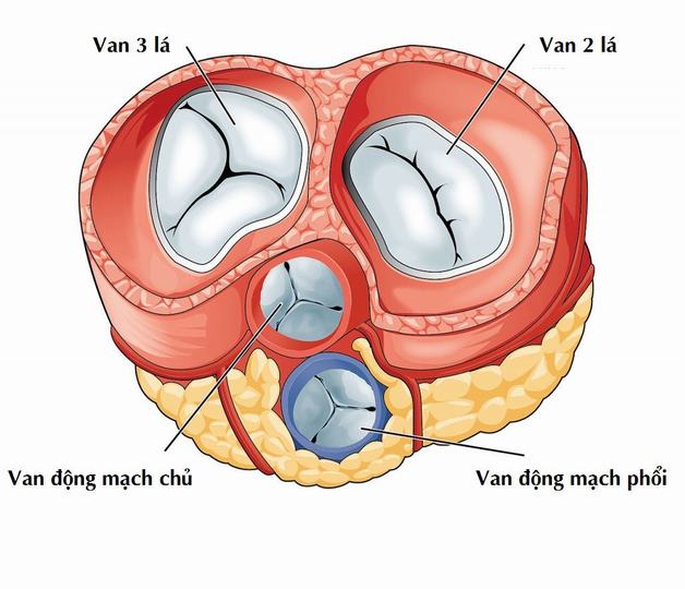 Bị hẹp van tim – Nguy hiểm nhưng vẫn có thể giảm nhẹ