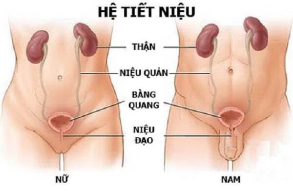 Biến chứng nguy hiểm của viêm đường tiết niệu cấp tính