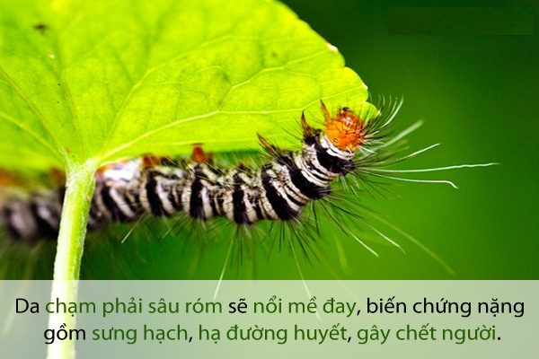 Biến chứng nguy hiểm khi côn trùng mùa mưa tấn công