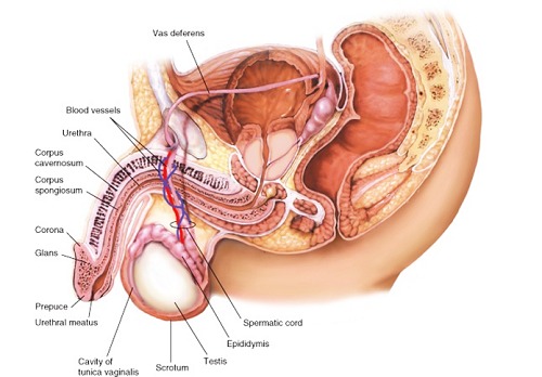 Các bệnh thường gặp ở tinh hoàn mà nam giới cần lưu ý