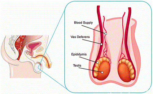 Các bệnh thường gặp ở tinh hoàn mà nam giới cần lưu ý