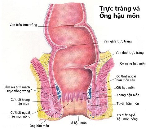 Các bệnh vùng hậu môn thường gặp mà bạn nên biết