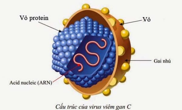 Các dấu hiệu viêm gan C bạn cần biết