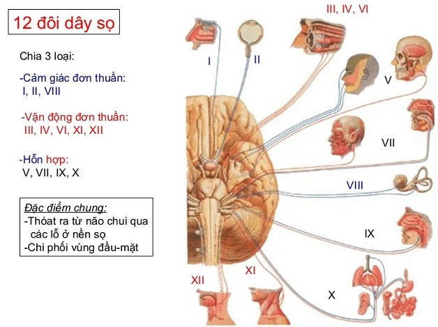 Các dây thần kinh sọ: Vị trí, cấu tạo và chức năng