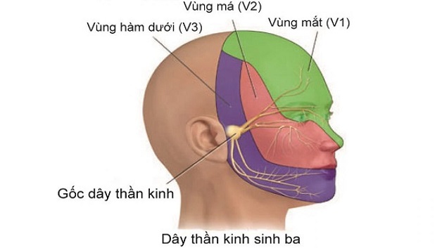 Các dây thần kinh sọ: Vị trí, cấu tạo và chức năng