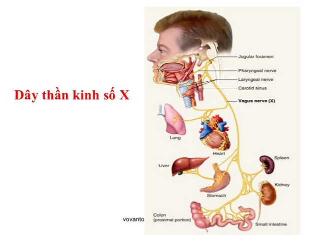 Các dây thần kinh sọ: Vị trí, cấu tạo và chức năng