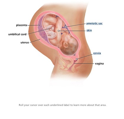 Các giai đoạn phát triển của thai nhi mẹ bầu cần nắm vững