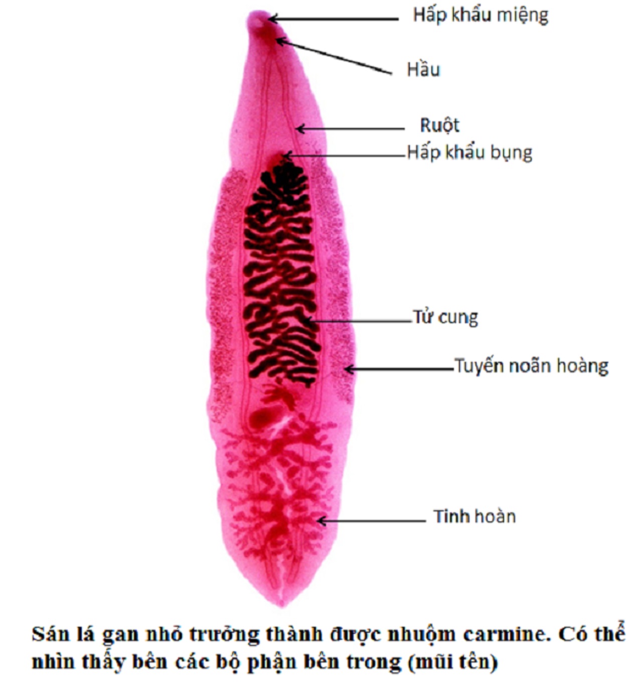 Các giai đoạn phát triển của trứng sán lá gan nhỏ