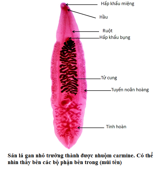 Các giai đoạn phát triển của trứng sán lá gan nhỏ