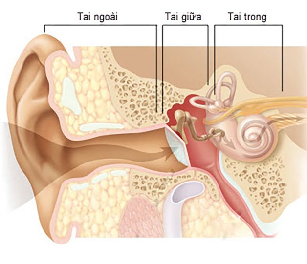 Các loại bệnh viêm tai và đặc điểm cơ bản