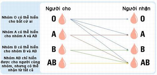 Các nhóm máu hiếm gồm những gì?